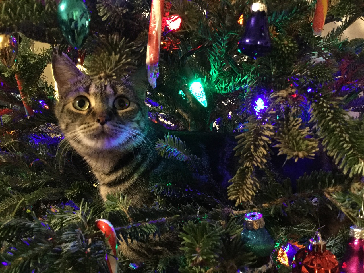 6 Ways to Keep Your Pets Safe During the Holidays