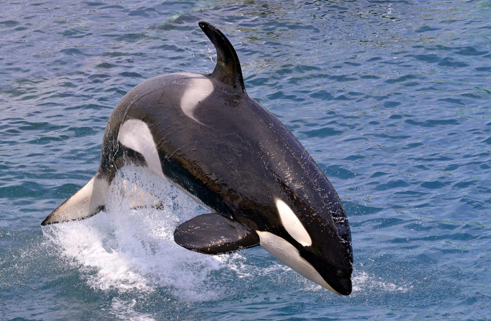 Help Stop Biggest Capture of Wild Orcas and Dolphins That is About to Take Place in Namibia