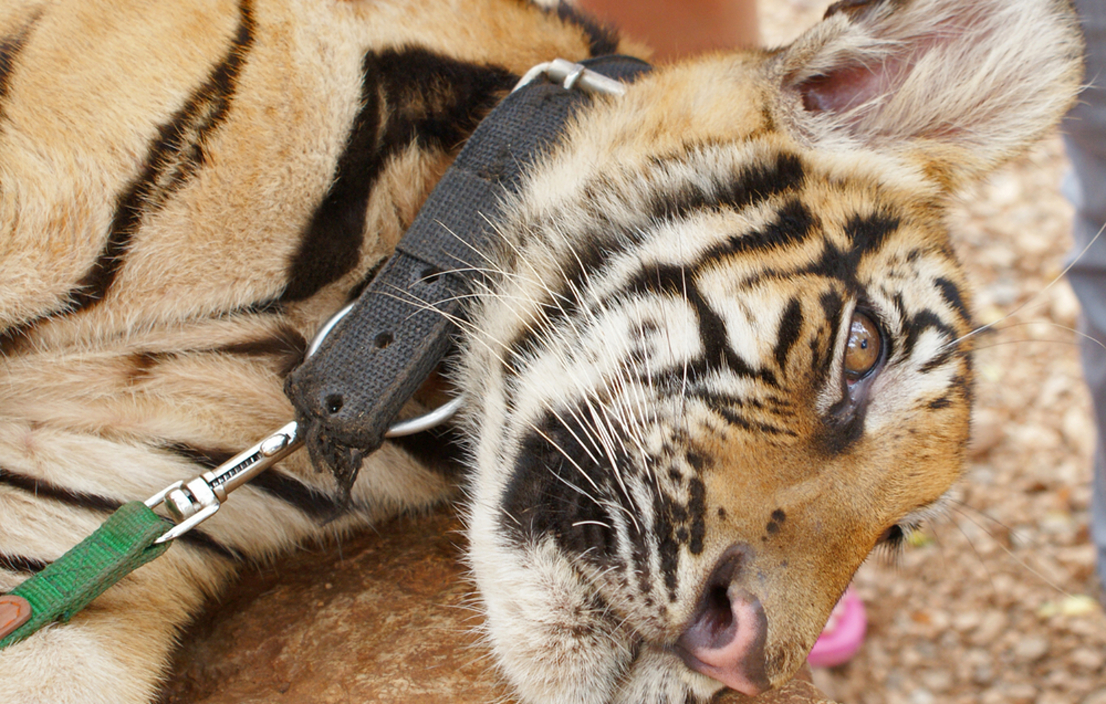 Investigation Reveals How Easy it is to Buy Exotic Animals Online – Why This NEEDS to Stop