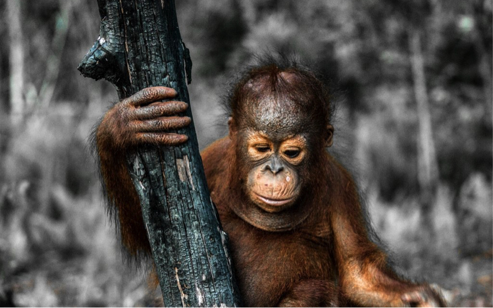 Heartbreaking Photo of Baby Orangutan in Scorched Remains of Their Home Shows Why We Need to Rethink Our Snacks