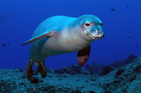 Help Protect Marine Animals by Making These 5 Changes to Your Lifestyle