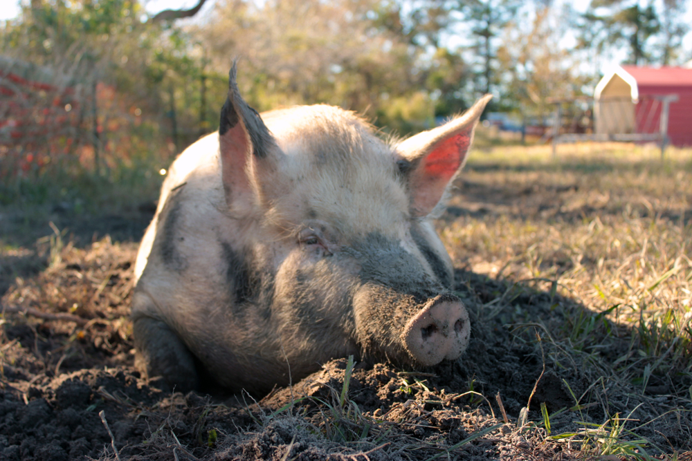 How Esther the Wonder Pig Helped Save the Lives of 10 Pigs from North Carolina