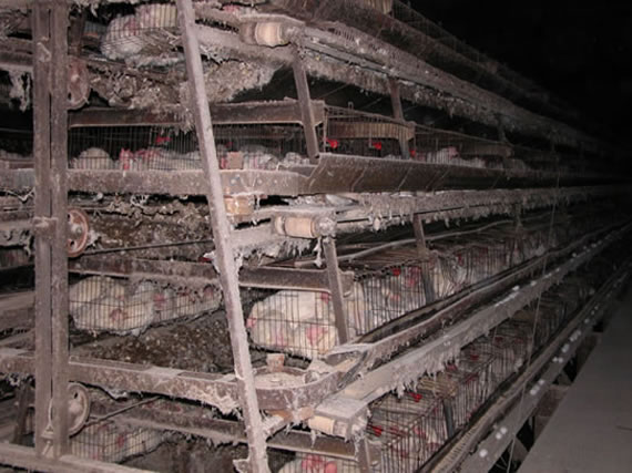 IndustrialProduction_Battery_Cage_Tyson3