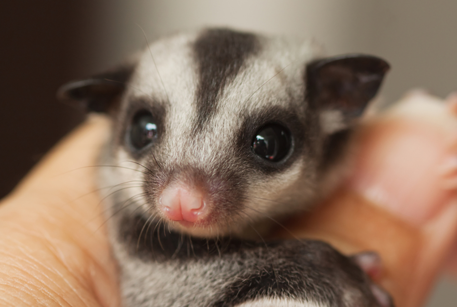How Our Obsession with Pocket Pets Fuels the Exotic Pet Trade