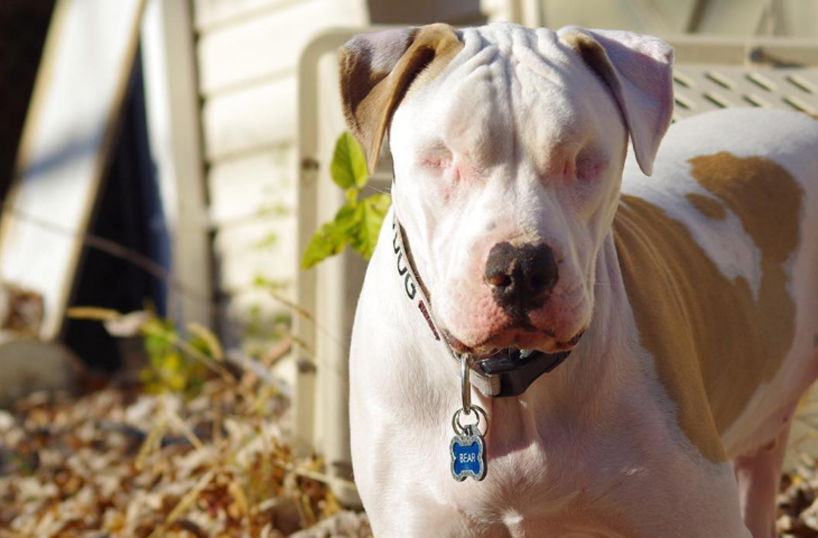 This Dog May Have Lost His Eyes, but His Heart Just Keeps on Growing