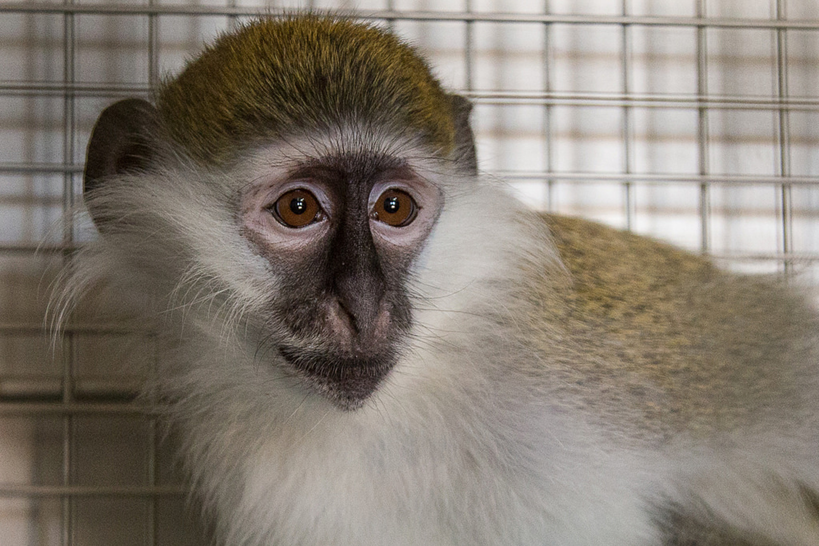 How We Saved a 2-Year-Old Monkey From a Miserable Life as a Pet (PHOTOS)