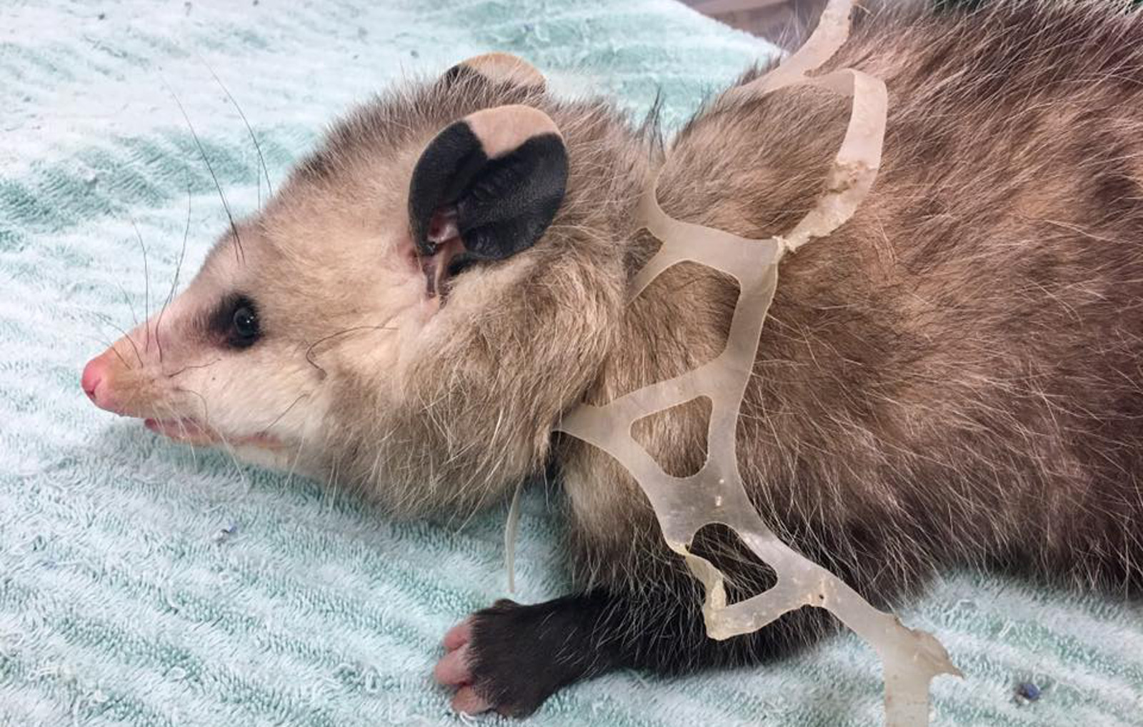 Photo of an Opossum with Plastic Embedded In Its Neck Shows the Devastating Impact of Plastic Trash