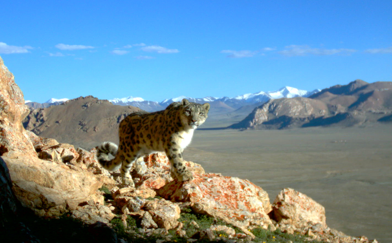 Snow Leopard Rescue in Tajikistan