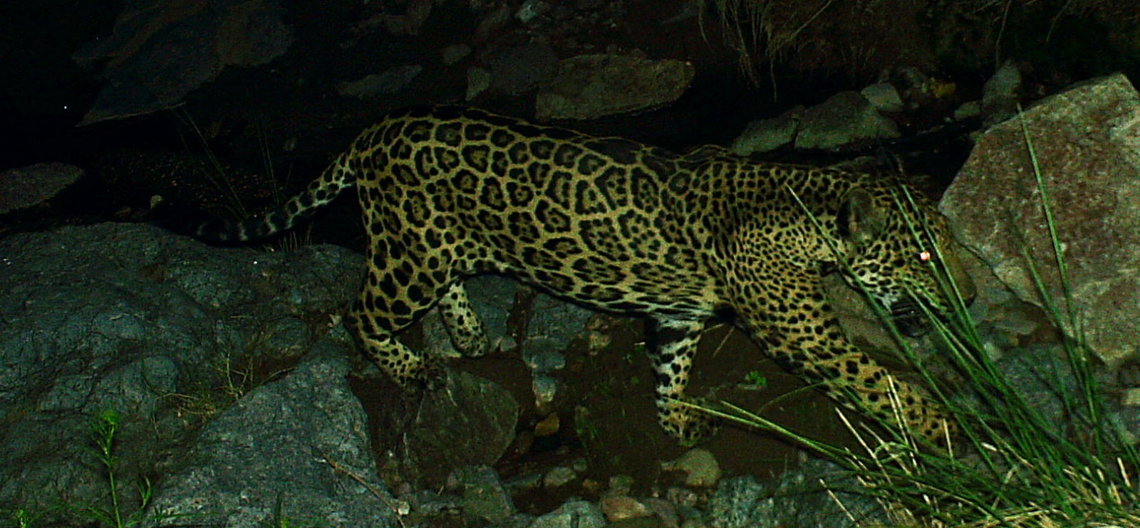 How the Proposed Wall Across Mexico Will Impact The Jaguar Population