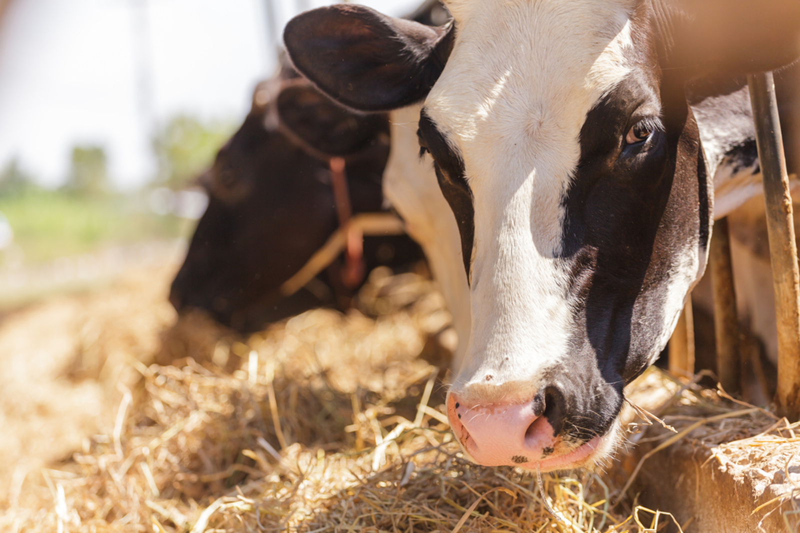 5 Facts About Animal Agriculture and Air Pollution That You Just Can’t Argued With