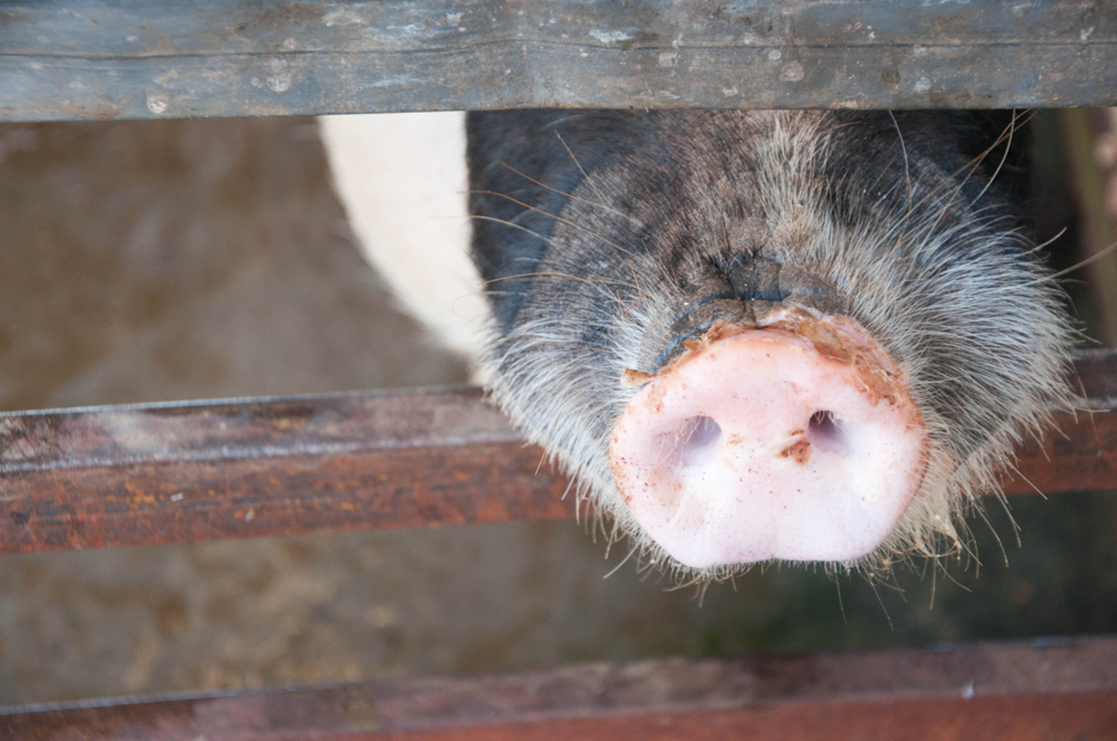 This Movement is Helping Factory Farm Animals By Exposing Their Suffering for the World to See