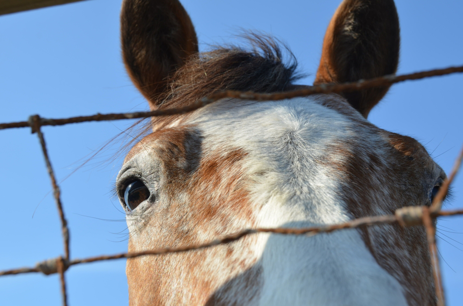 Calgary's Dark Secret - the live export of draft horses to Japan