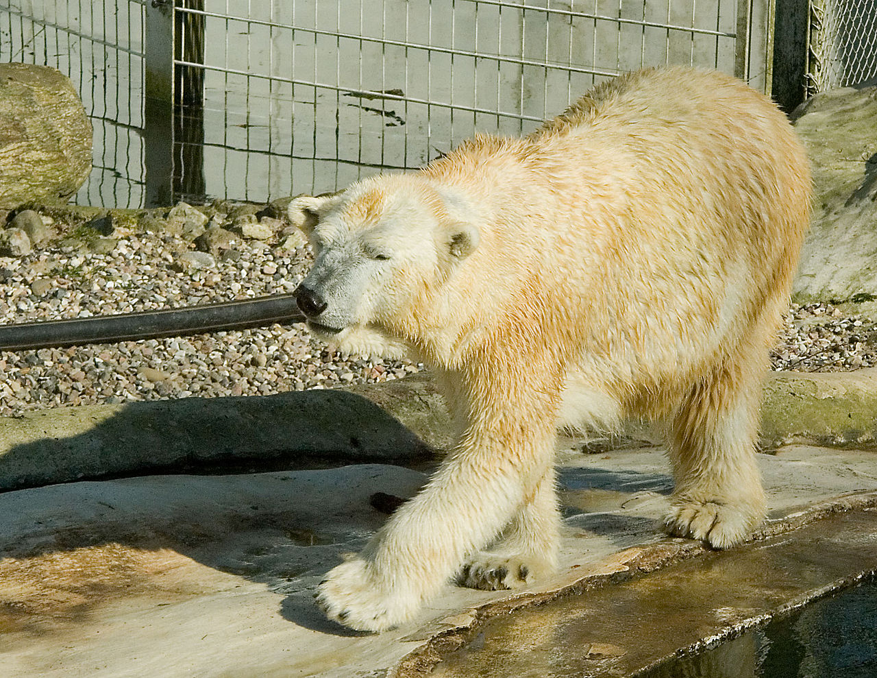 How this study about captive polar bears shows the sad life of animals in captivity