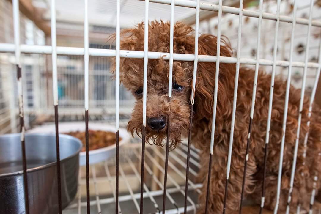 How These Recent Rescues Demonstrate the Importance of Continuing the Fight Against Puppy Mills