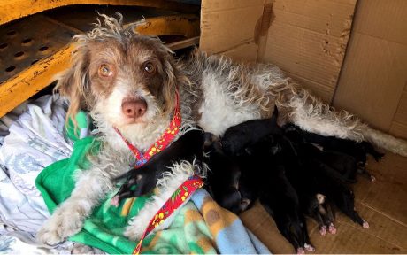 Homeless dog with her puppies