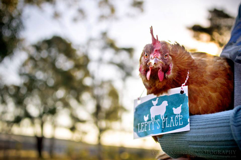 5 Artists and Photographers Who Fight for Farmed Animals in Their Work