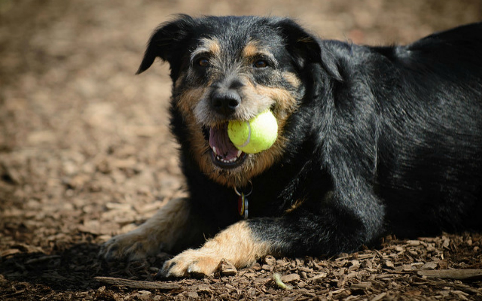 dog chewing tennis ball