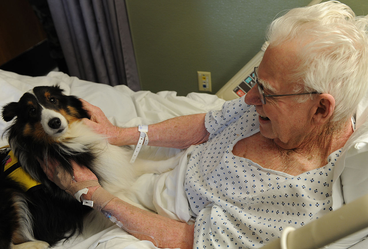 From Hospitals to Airports—How Dogs Are Helping People and Saving Lives 