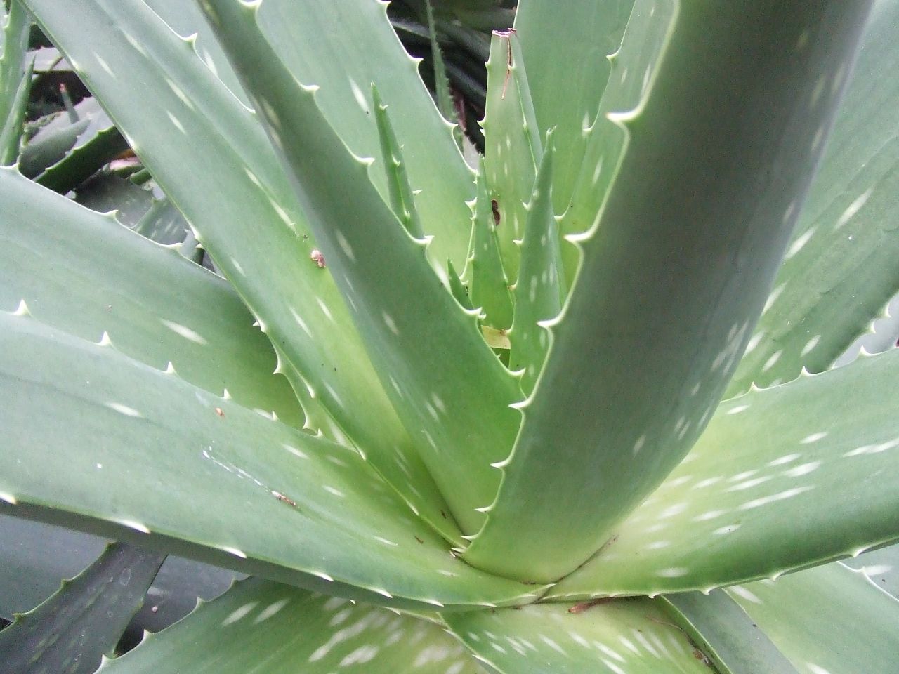 Why Aloe Vera Should Be In Your Garden And The Best Way To Grow It