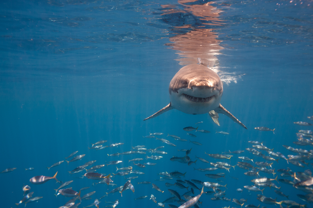 This Brilliant Organization is Fighting the Cruel Practice of Shark Finning in Costa Rica