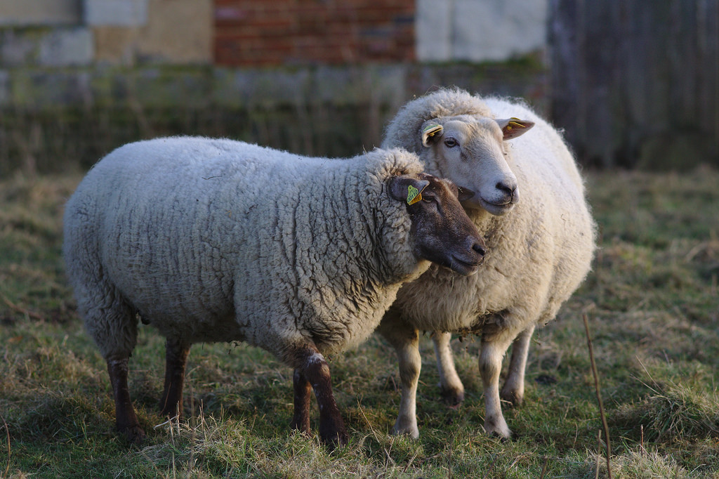 Things to Consider Before Adopting a Farm Animal