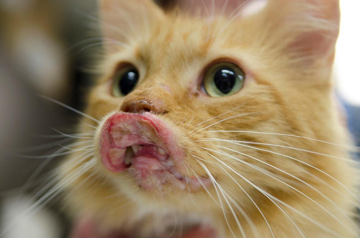 Cat With a Swollen Mouth Walked Up to People in a Restaurant to Ask for