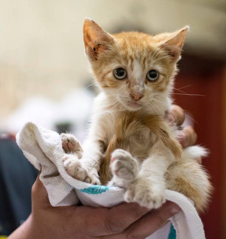 These awesome organizations are saving alley cats and changing misconceptions about them
