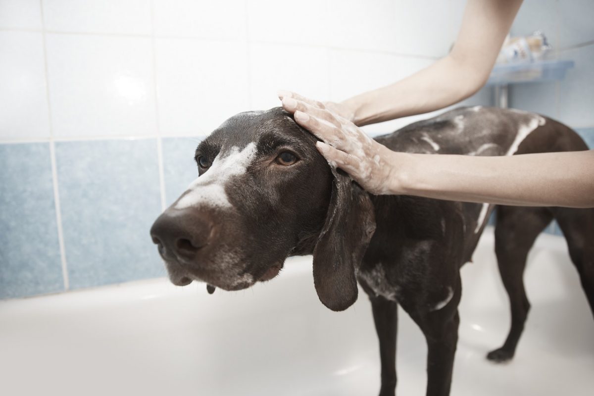 Natural Ways to Relieve Your Pet’s Itchy Skin