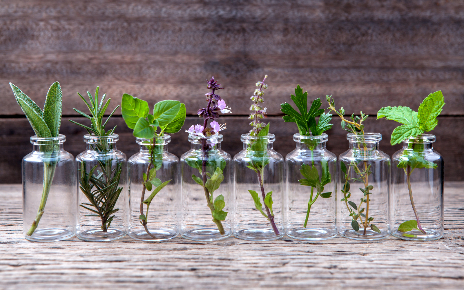 Small glass jars each with a sprig of a different herb