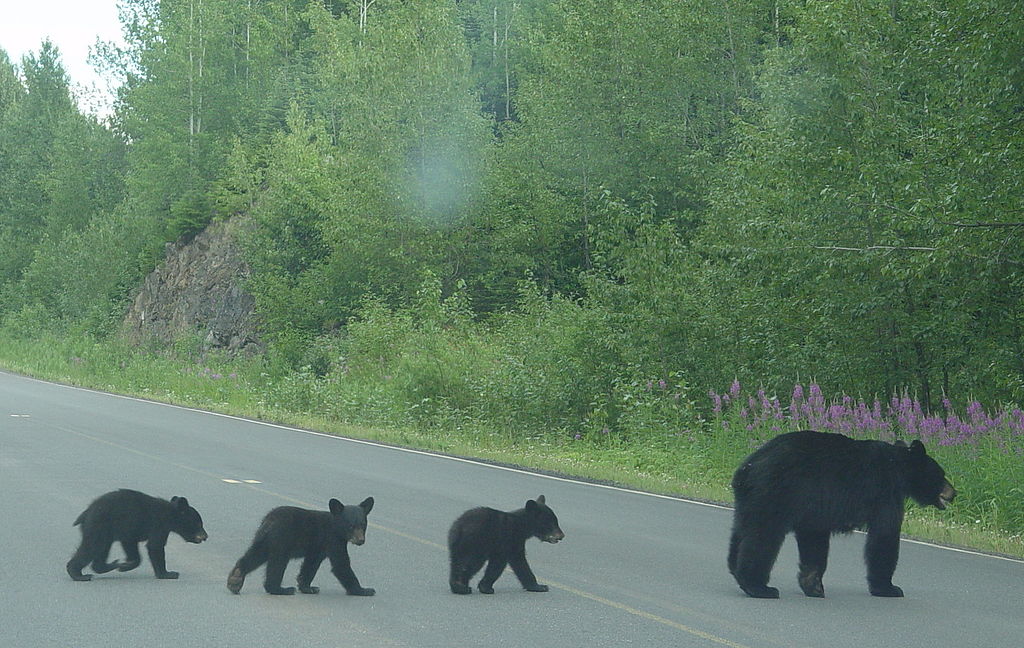 How Cities Are Working to Protect Wildlife from Traffic Collisions