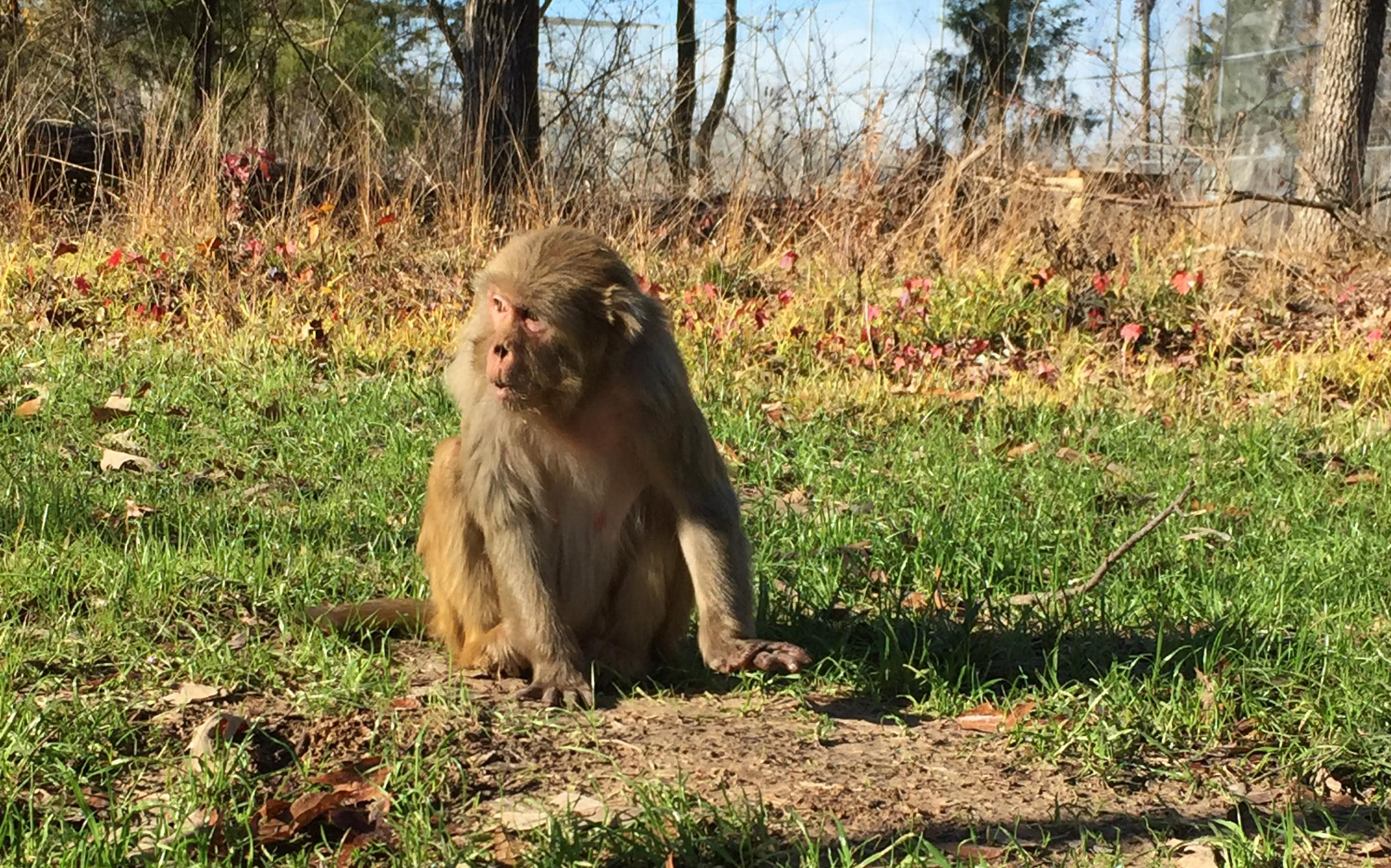 Monkeys Saved From Exotic Pet Trade and Research Industry Get a Beautiful New Home