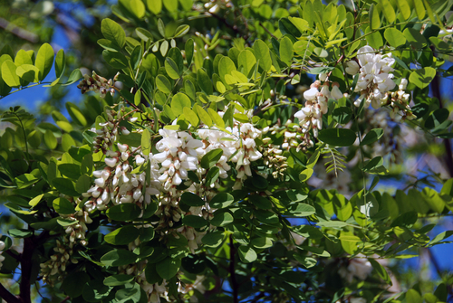 11 Plants You Can Forage in Spring