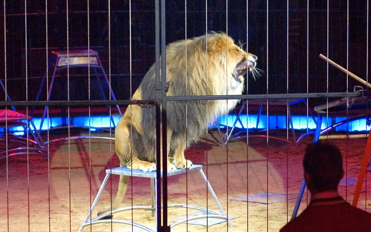Victory! UK's Last Lion Tamer Denied License for His Traveling Circus ...