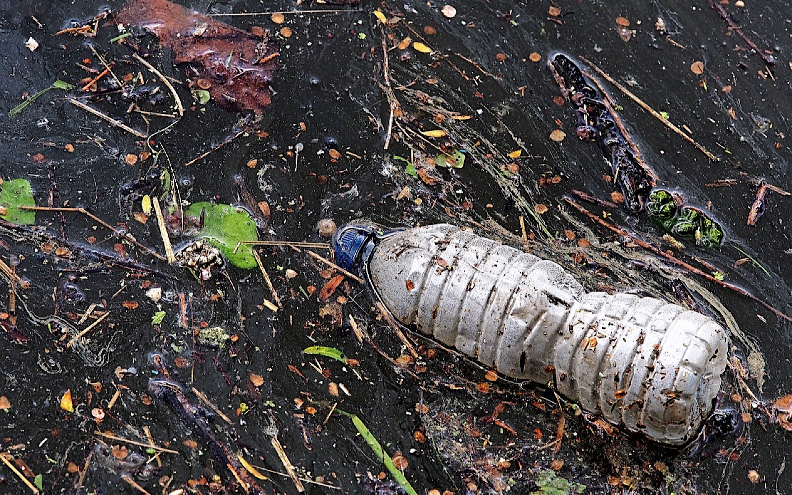 Plastic bottle on the ground