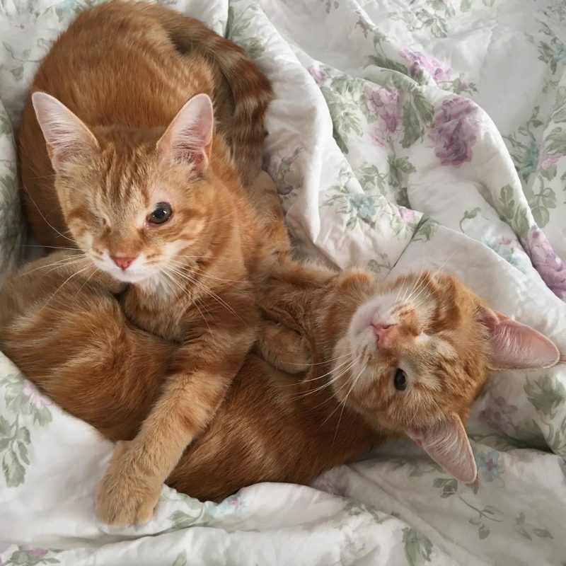 One-Eyed Kitten Siblings Found the Best Forever Home Thanks to Animal ...