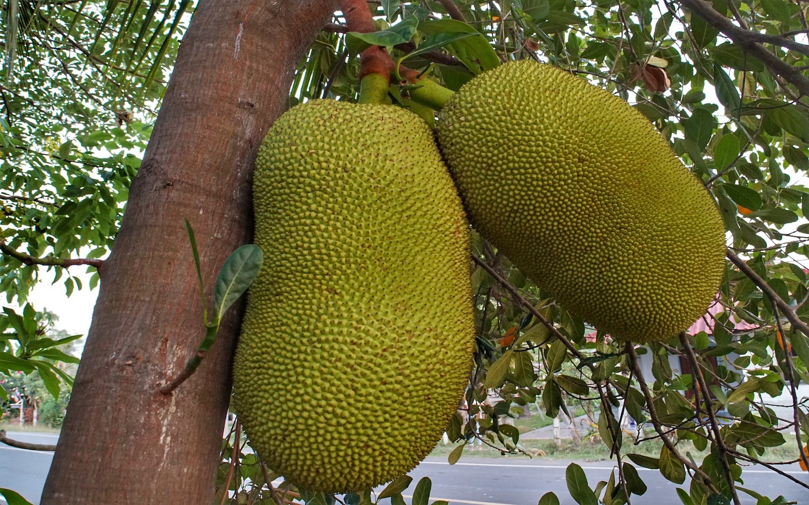 Jackfruit hanging on tree