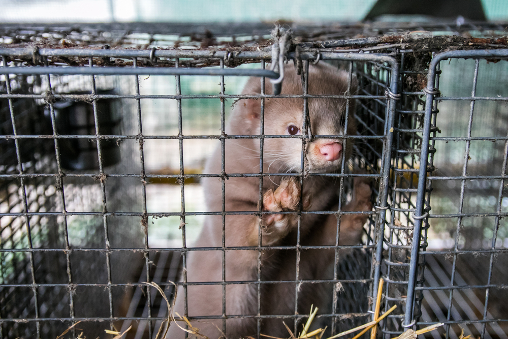 WTH?! This Farm Neglects Minks, Then Slaughters Them for Their Fur – Help Put An End to This NOW!