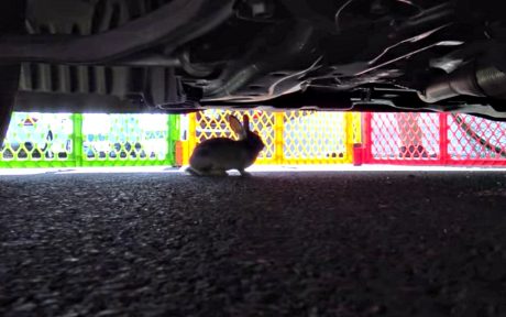 bunny under car