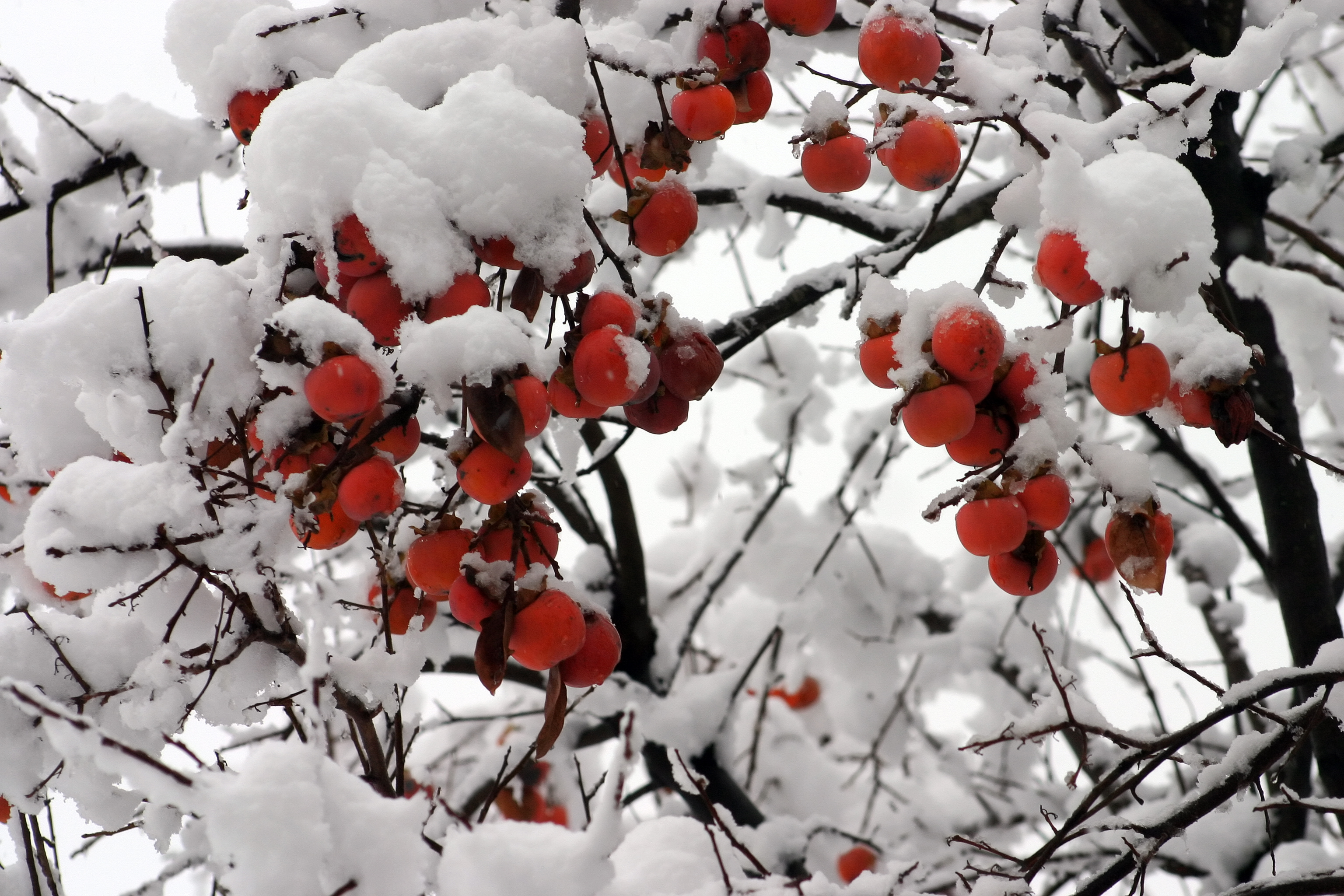 Ձմեռային պտղատու ծառերի վրա