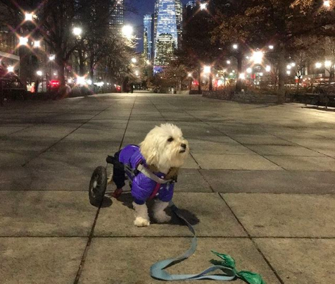 Pani, rescued paralyzed dog