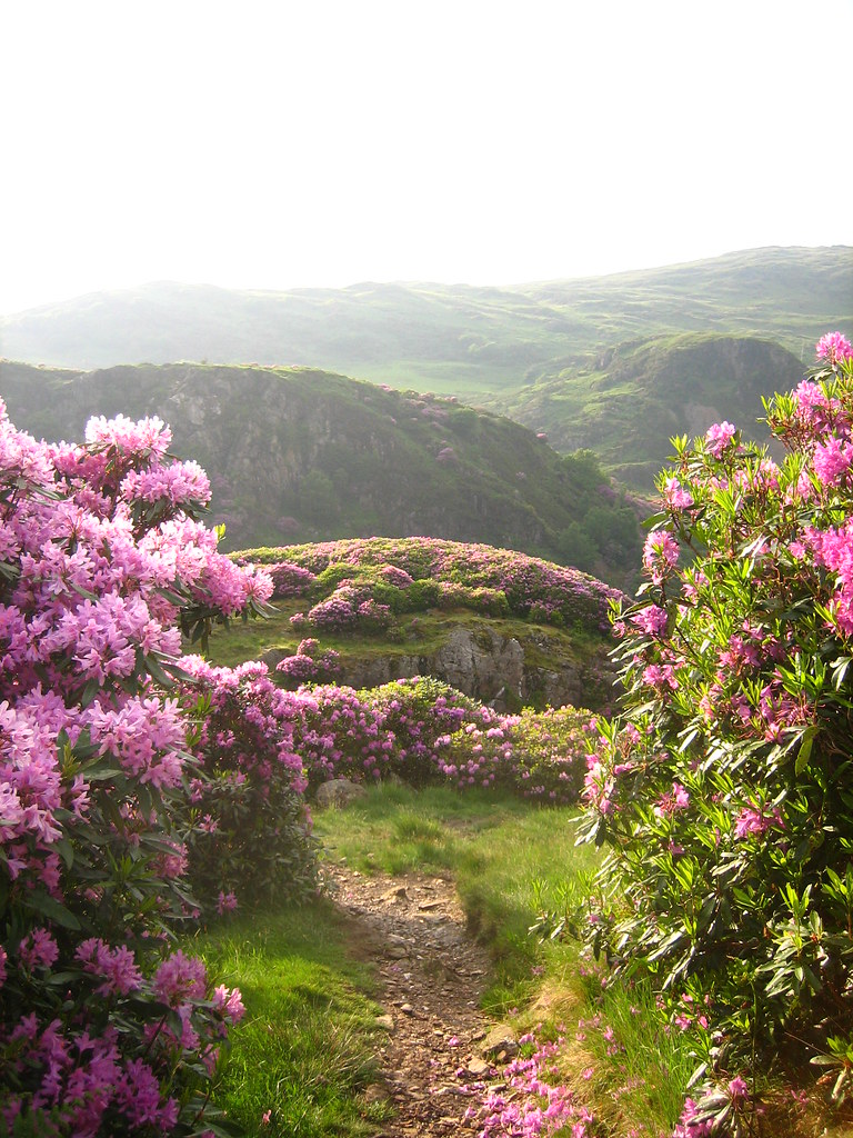 All About Mountain Laurel And Rhododendron Spring S Floral Display Darlings One Green Planet