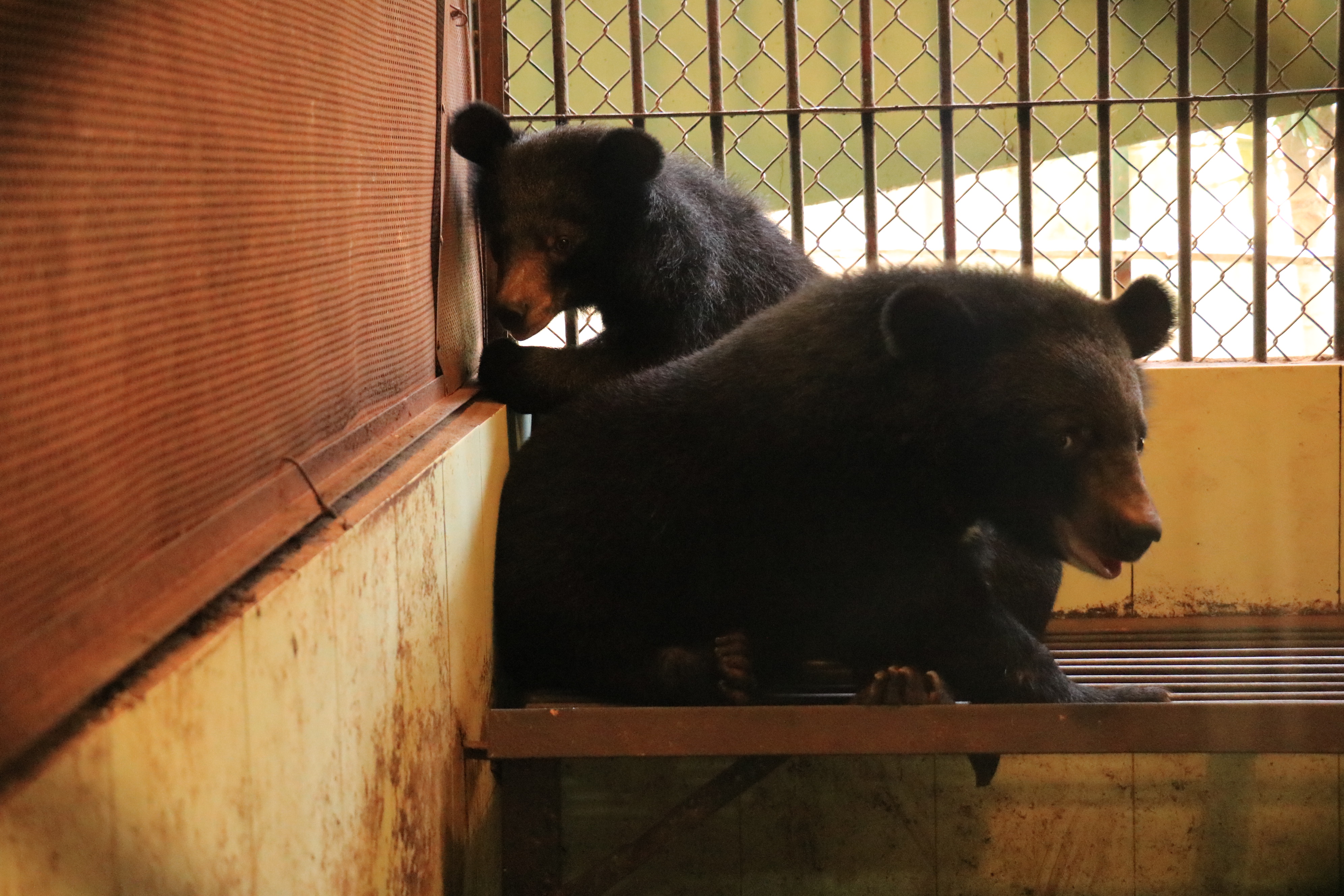 Moon bears rescued from circus