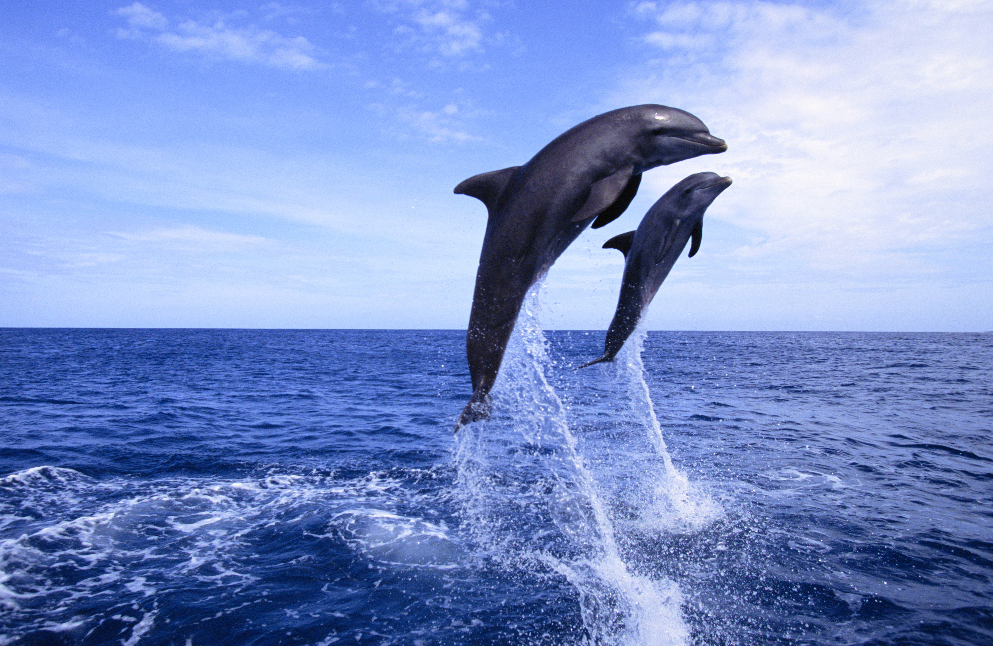 Dolphins jumping in the ocean