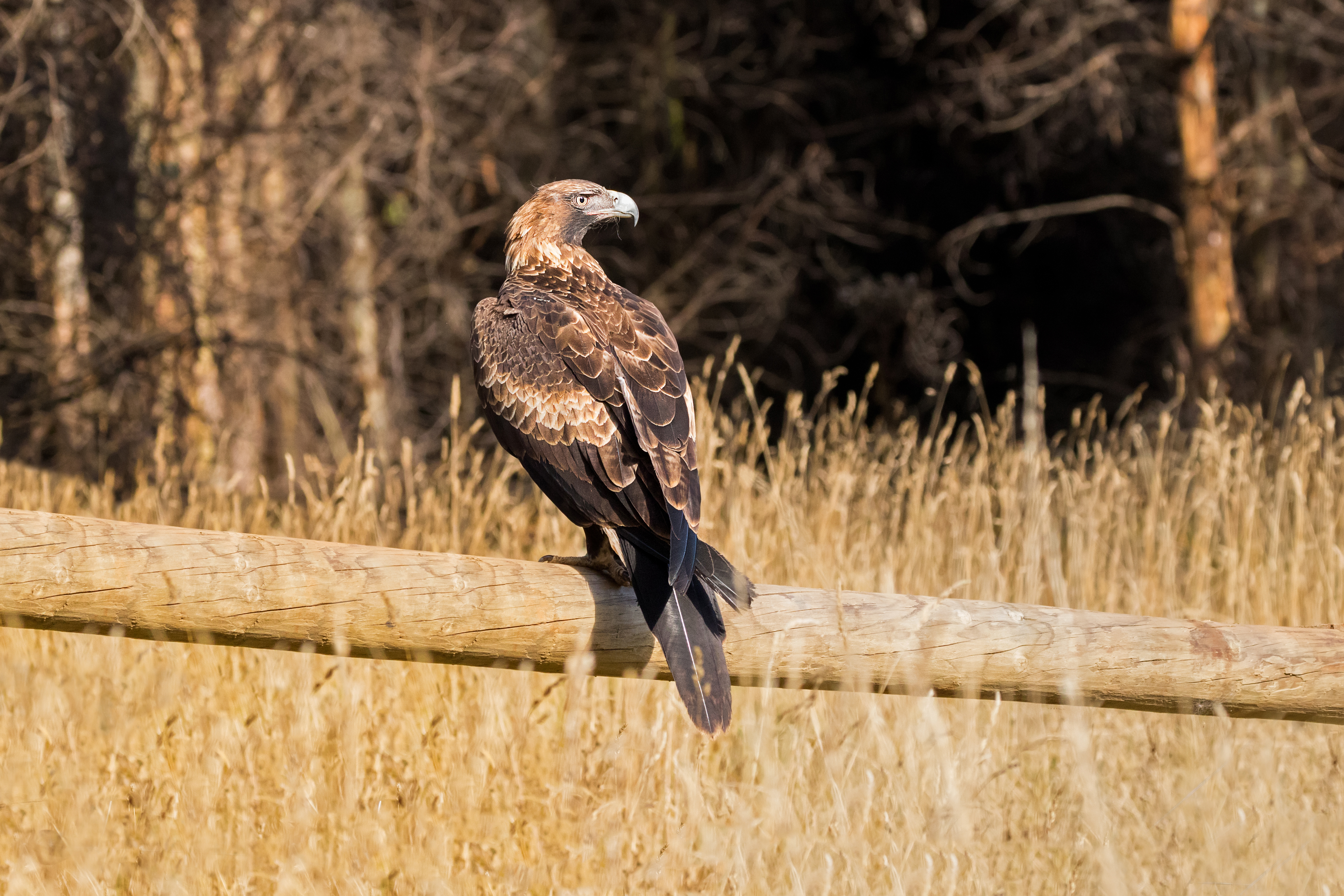 Wedge tailed eagle perched on a branch