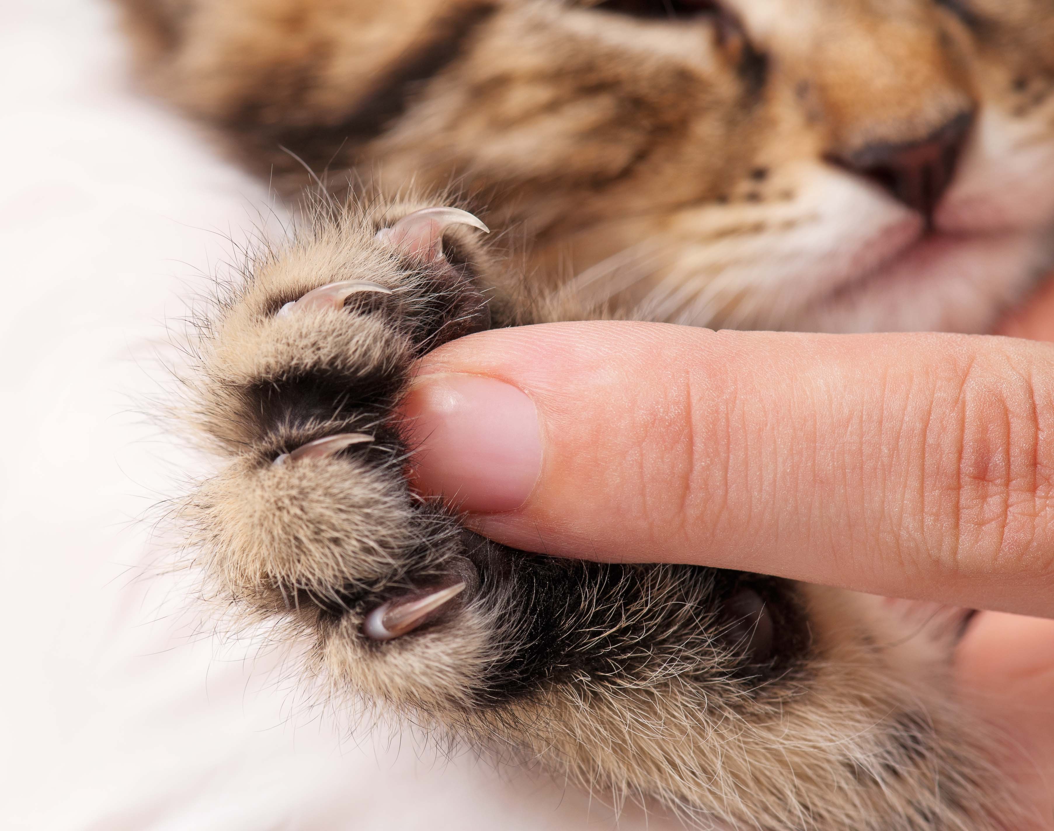 Woman touching kitten's paw
