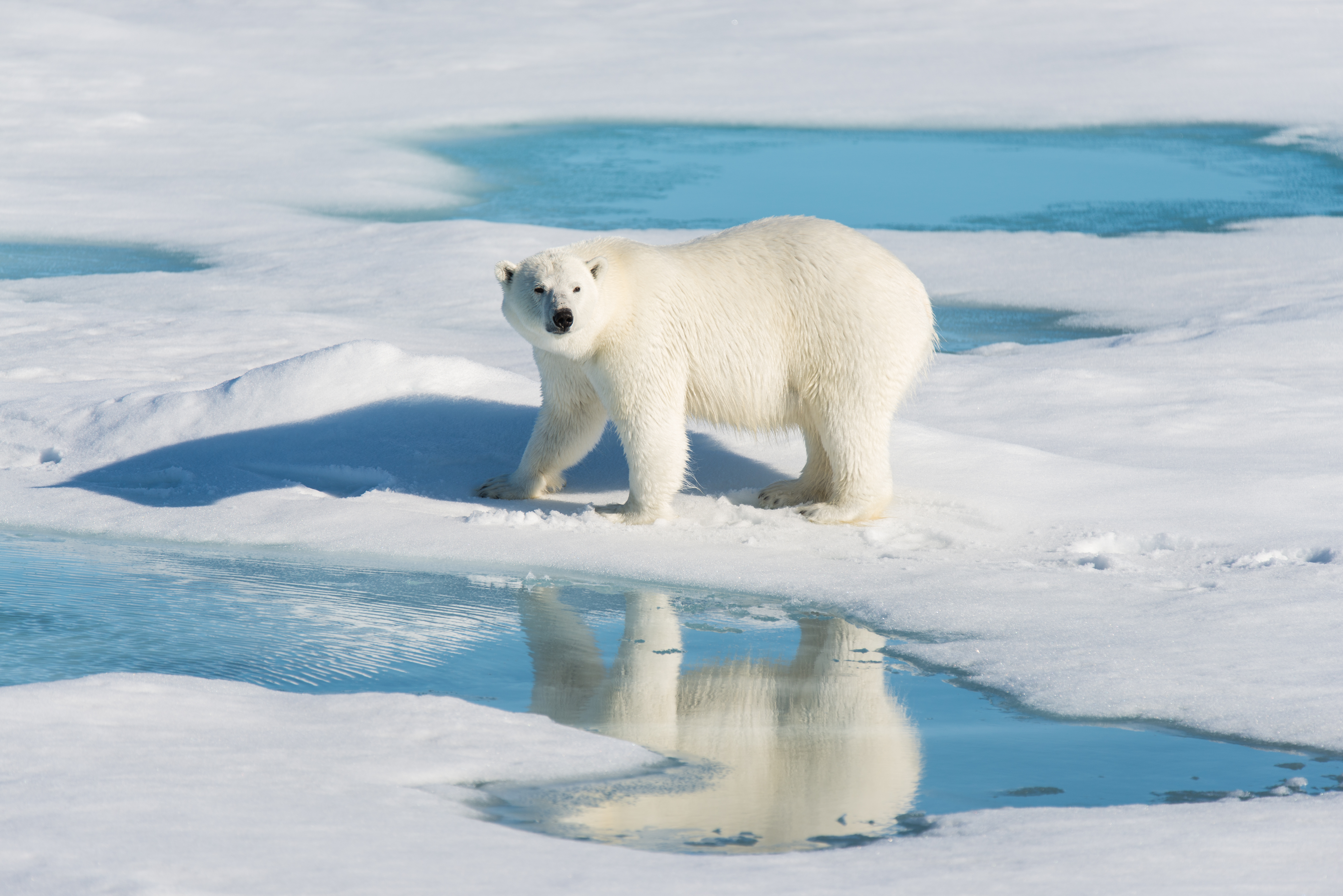 polar bear sea ice