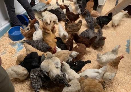chickens saved by woodstock sanctuary