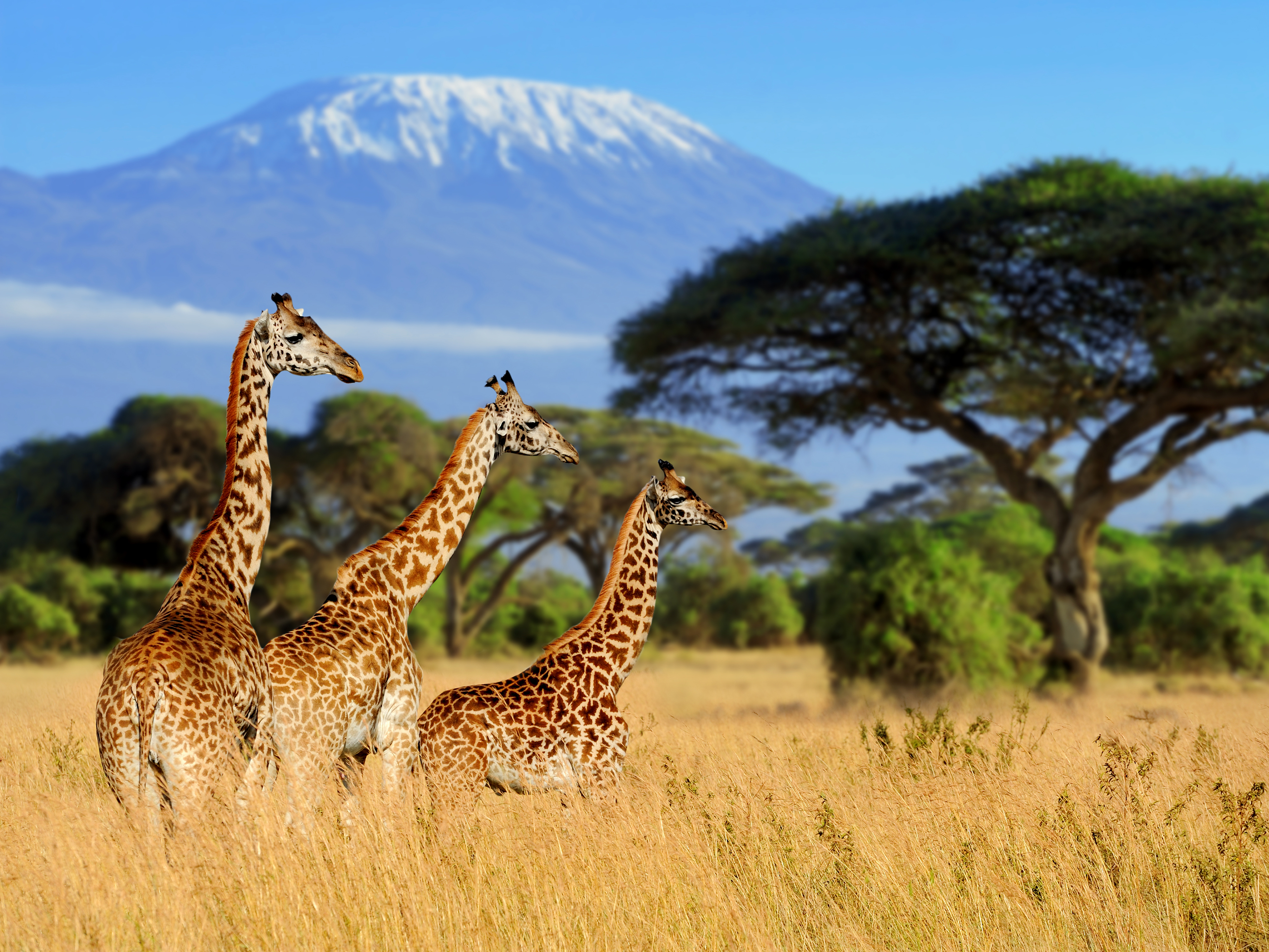 Wild giraffes in Africa