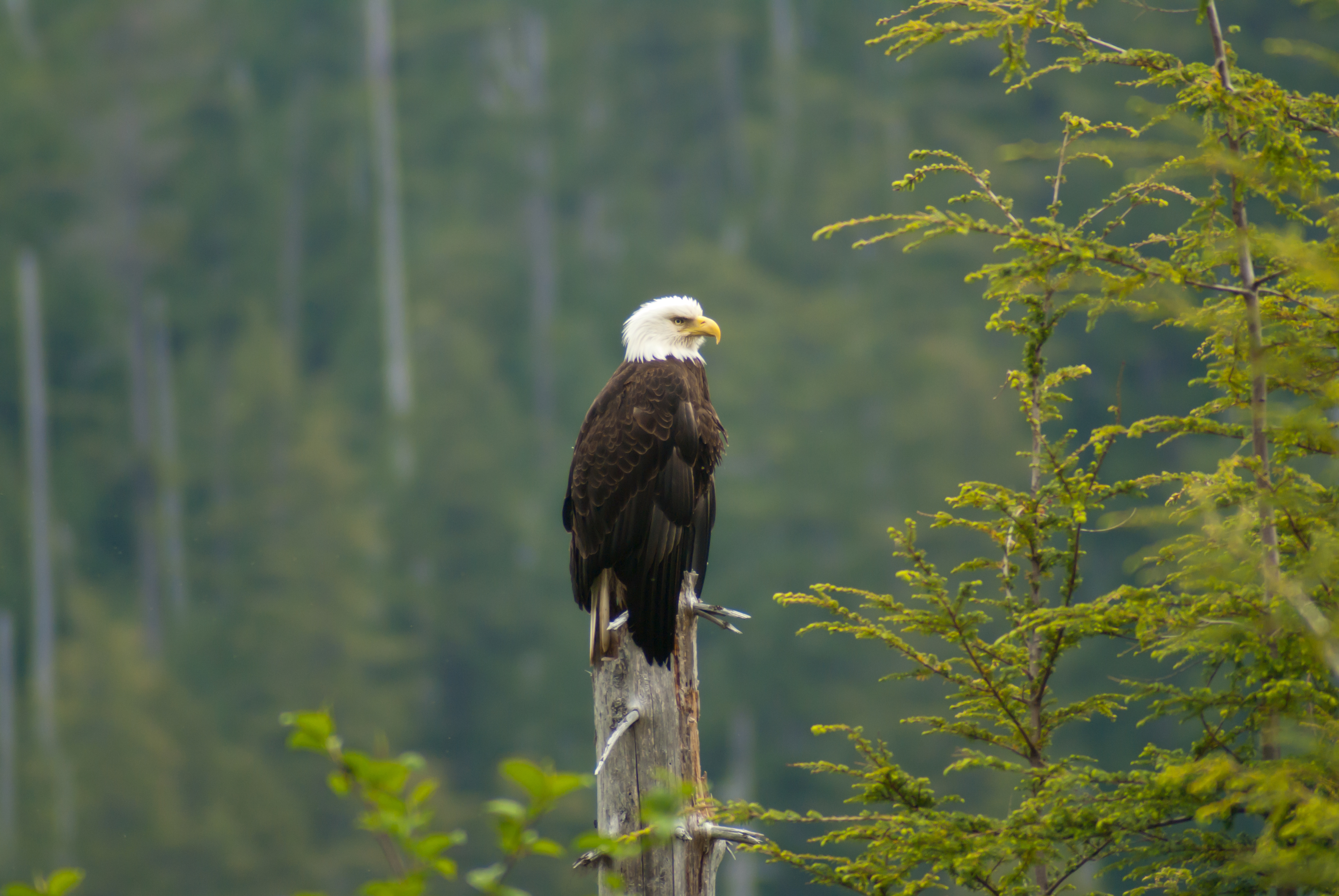 Bald eagle, animal saved by the Endangered Species Act
