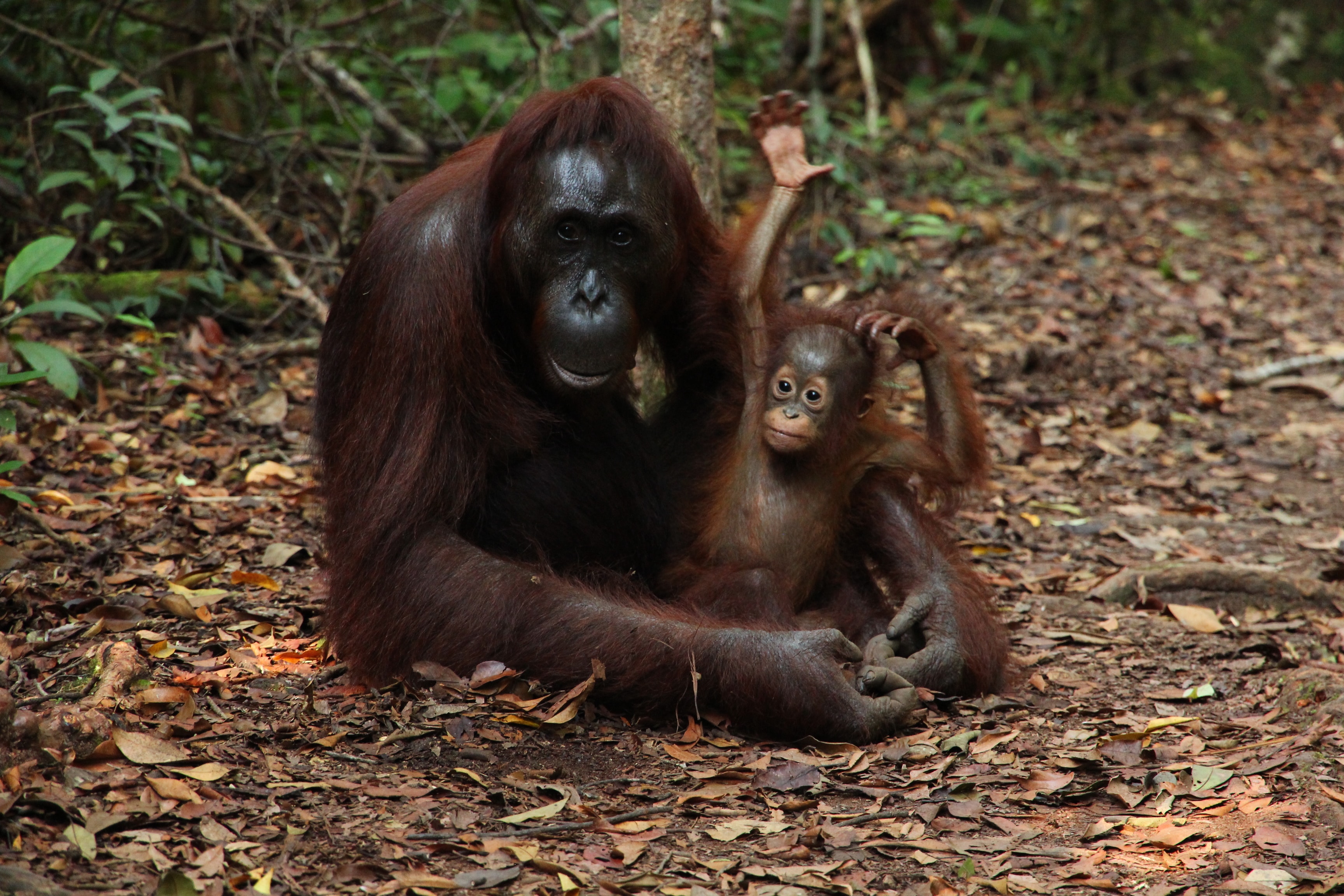 Orangutan and baby